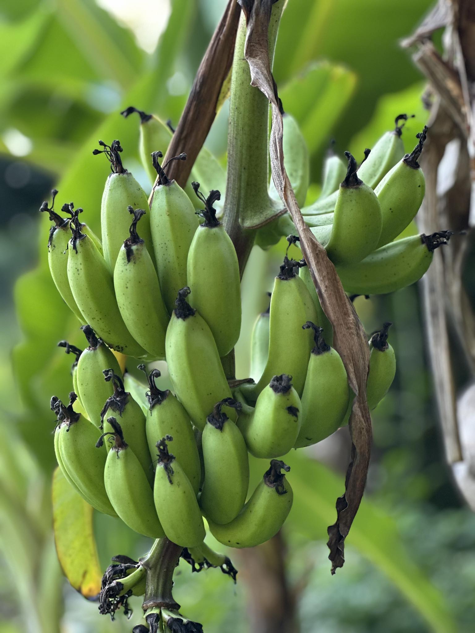 Tropical A.F. Fruits