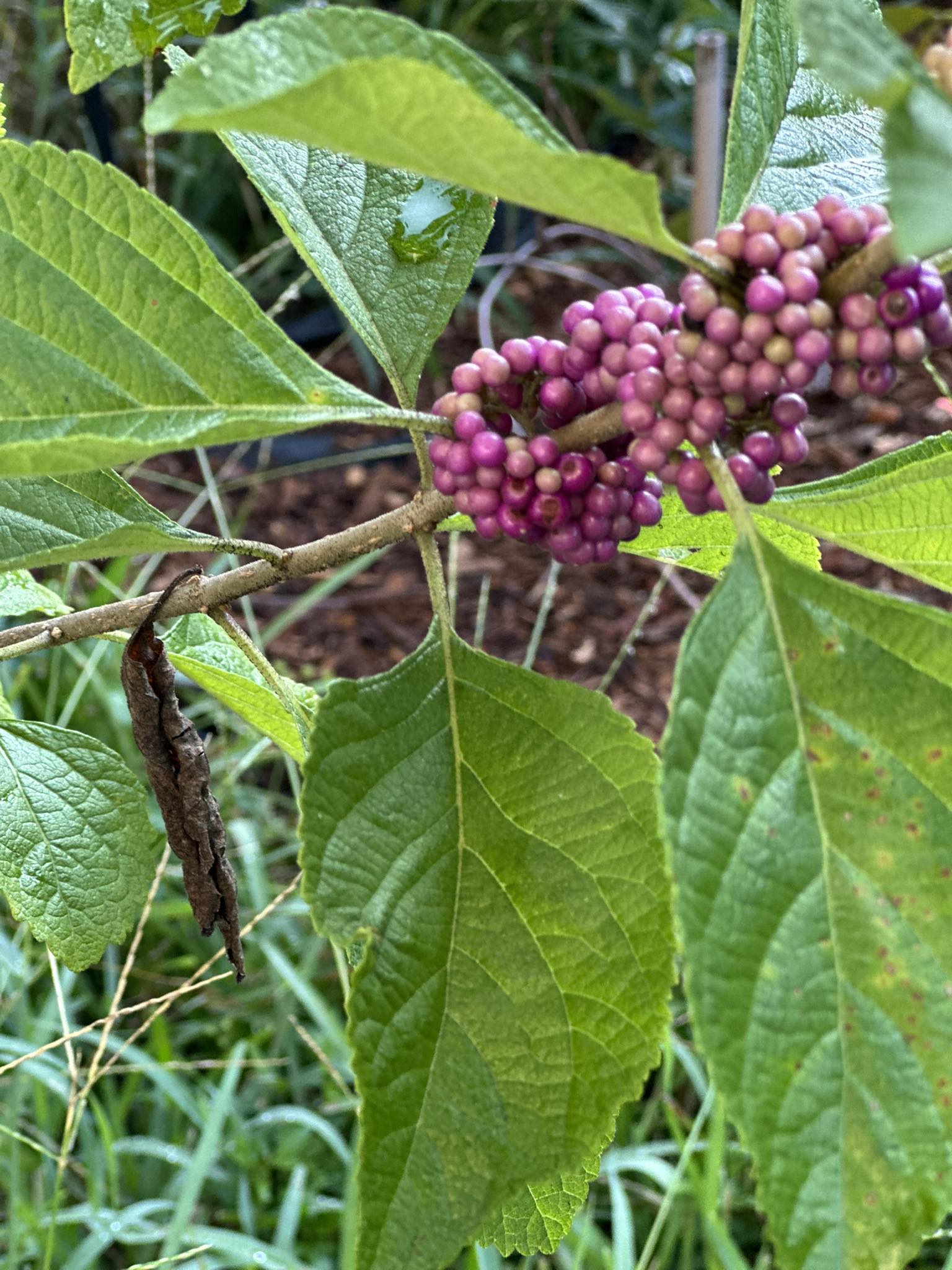 Fresh A.F. Herbs and Berries
